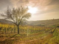 Mádi borászat kialakítása a VAXCO Vineyards Kft. által