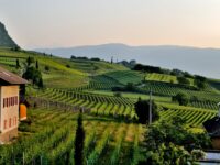 Borászati kisüzem kialakítása az OLDLAND Kft-nél