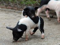 Agrár-Pig Kft. állattartó telephely fejlesztése