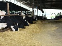 Gorsium-Tej Kft. szarvasmarha telepének korszerűsítése