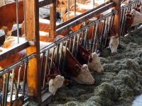 Sümeg Jánosmajor állattartó telepének korszerusítése és energiahatékonyságának javítása